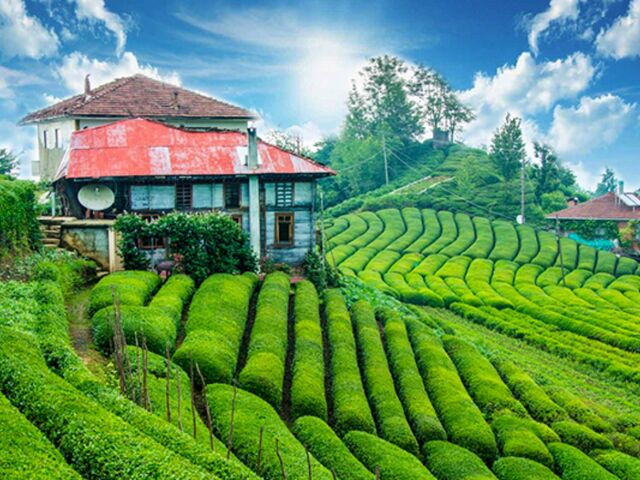 İkonik Karadeniz Yaylalar ve Batum Turu | 3 Gece Konaklamalı Uçaklı İstanbul Çıkışlı Kurban Bayramı Özel