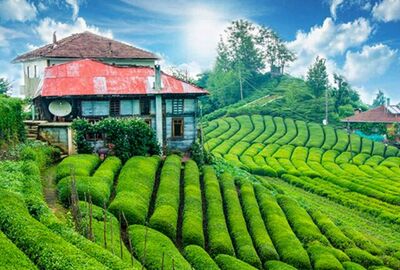 İkonik Karadeniz Yaylaları ve Batum Turu | 3 Gece Konaklamalı Uçaklı İstanbul Çıkışlı Kurban Bayramı Özel - GT-021